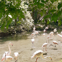 Eine+Gruppe+Flamingos+in+einem+Teich